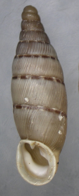 Papillifera bidens (Linnaeus, 1758)